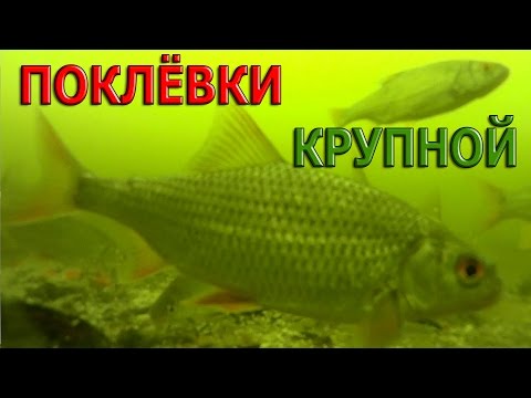 ПОКЛЁВКИ КРУПНОЙ ПЛОТВЫ подо ЛЬДОМ.( Подводные съёмки )