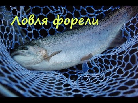 Ловля озерной форели на спиннинг. Часть 1