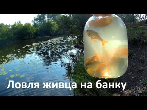 Ловля живца на банку