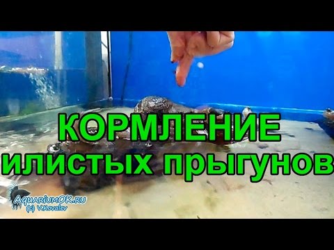 Кормление илистых прыгунов с рук.