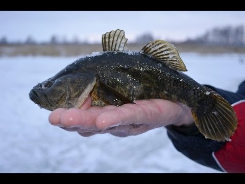 Ловля крупного ротана в Метель. Неизвестный водоем на северо-востоке Челябинской области.