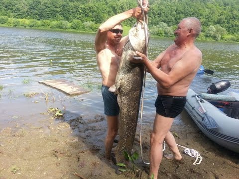 Сом 40 кг рыбалка Ока 2016 год