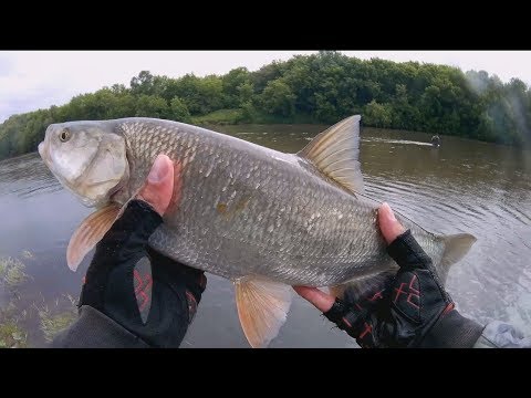 Ловля ГОЛАВЛЯ и ЖЕРЕХА на малой реке. ТРОФЕЙНАЯ РЫБАЛКА. ЛЕТО 2017.