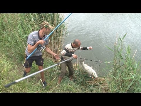 Ловля толстолобика &quot;на пружину&quot;. О рыбалке всерьез. Выпуск 316 HD