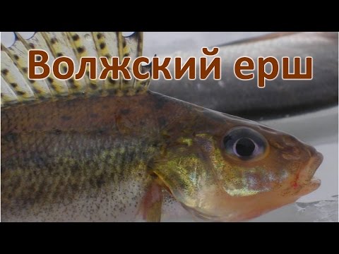 Ловля крупного ерша на Волге