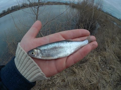 Ловля уклейки весной на поплавочную удочку. Крупная уклейка и красноперка на опарыша