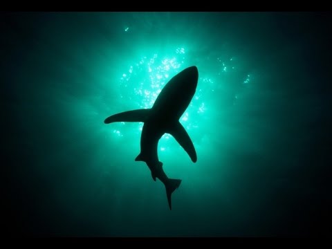 Самая безобидная акула. Акула - Катран ( лат. Squalus acanthias)