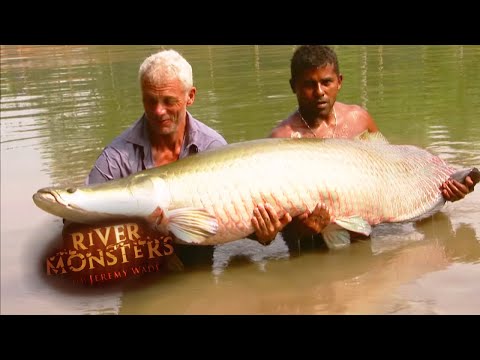 The BIGGEST Arapaima Jeremy Wade Has EVER Caught | ARAPAIMA | River Monsters