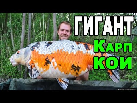 Огромный карп КОИ (KOI), пойманный в реке. Видео. Фото. | King KOI