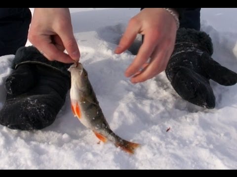 Ловля окуня зимой на мормышку