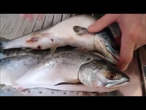 Разделка горбуши быстро, без грязи.Cutting salmon quickly, without dirt