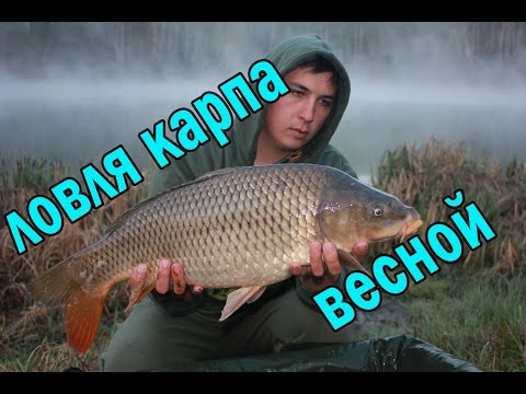 Ловля карпа весной. Карпфишинг