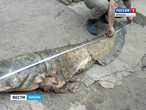 На Кубани рыбак выловил огромного сома и продал его за 25 тысяч рублей
