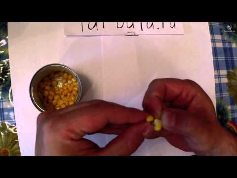 Как насаживать кукурузу на крючок