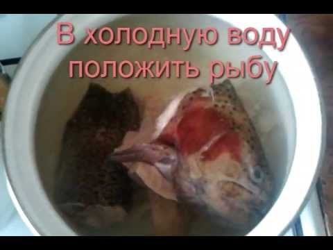 Уха из красной рыбы, как приготовить вкусную уху