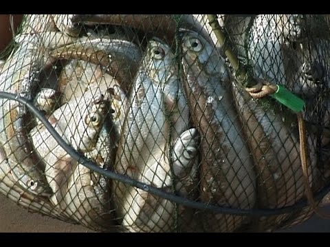 5 чудо-рыбалок ЧЕХОНИ