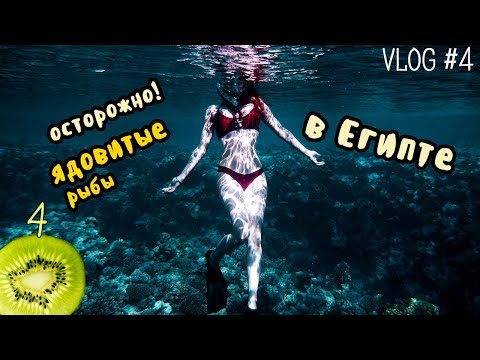 как остаться без ноги. ядовитые рыбы в Египте || vlog 4