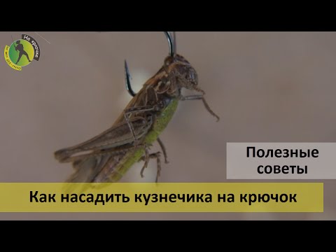 Как правильно насаживать кузнечика на крючок