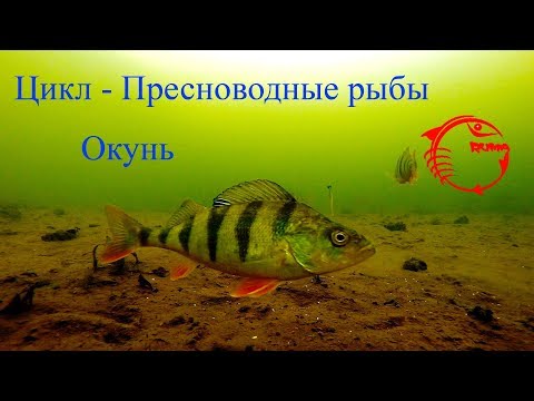 Окунь описание, образ жизни