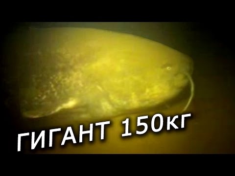 Самый большой Сом в мире на 150 кг под водой . Смотреть видео