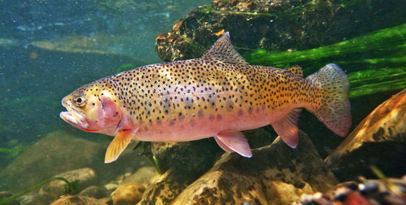 Рыба форель — 7 фактов о видах лососевых