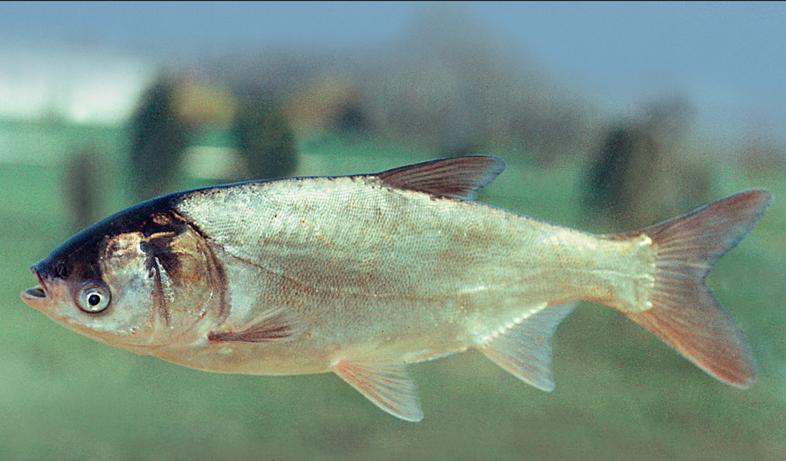 Польза и вред рыбы толстолобик для человека