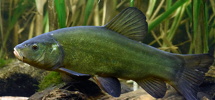 Рыба линь: фото и описание | Подробная информация о виде рыбы Линь