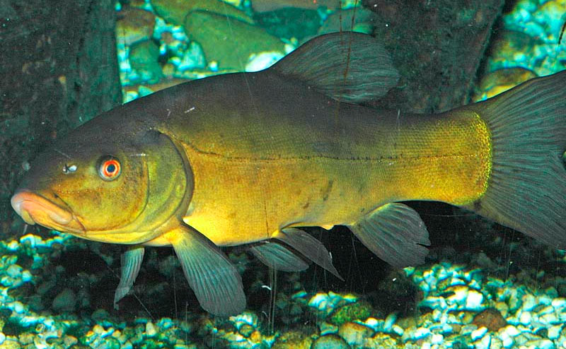 Линь рыба семейство - как определить ближайший родственник в аквариуме