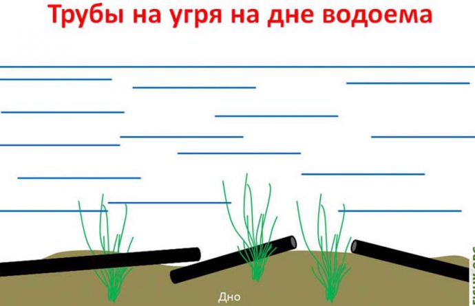 Электроорган угря варфрейм где взять