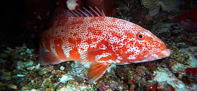 Спят ли рыбы по ночам, в аквариуме и на речке