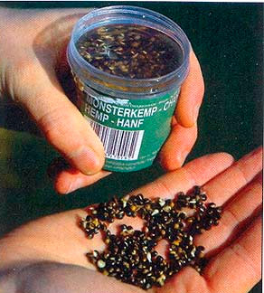 Семена конопли в рыбалке семена марихуаны с aliexpress