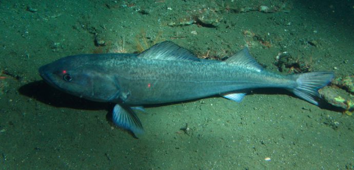 Спят ли рыбы по ночам, в аквариуме и на речке