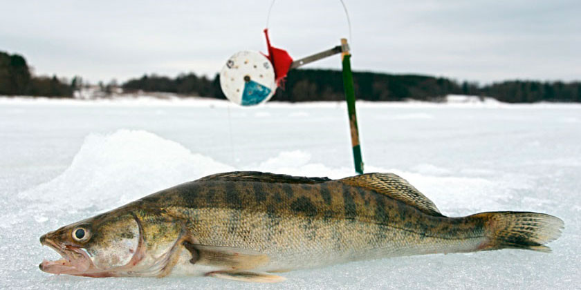 зимняя рыбалка судак на жерлицы
