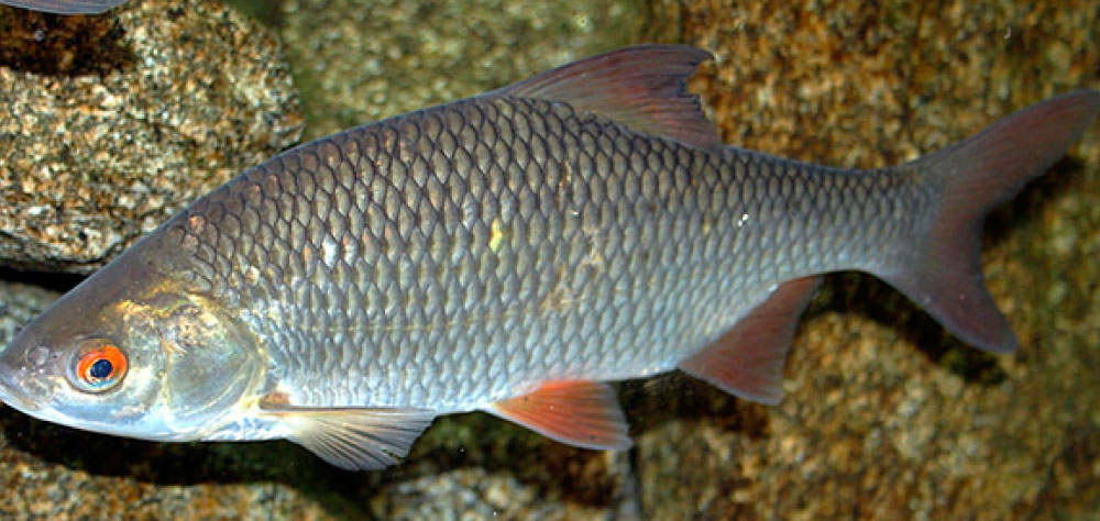 Какие виды рыбы обитают в реке Волга?