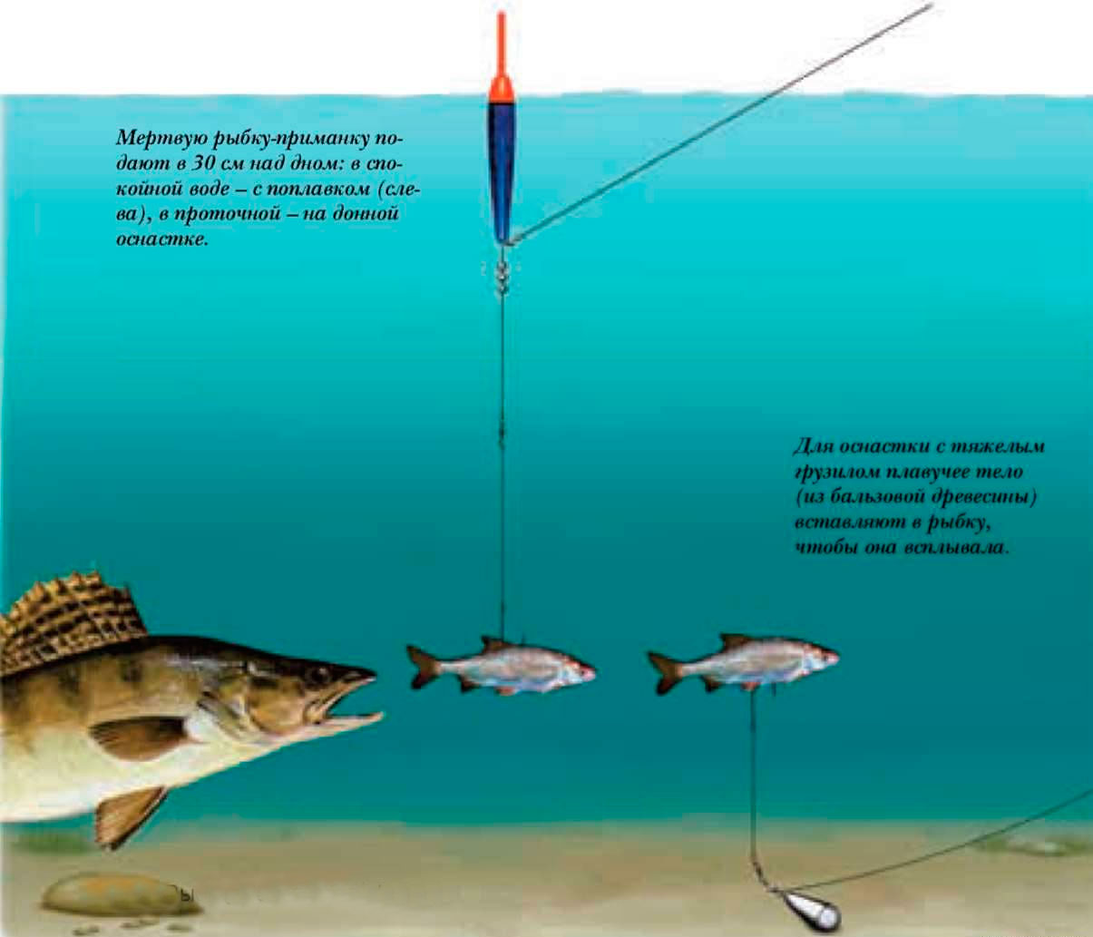 Ловля судака на донку - советы от опытного рыболова