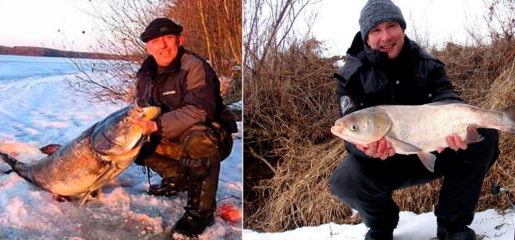 Ловля толстолобика зимой со льда: снасти и наживки, на что и где ловить