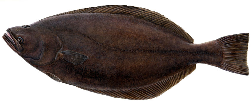 Морской язык рыба: как она называется по другому?