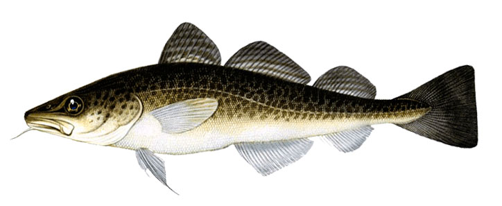 Особенности рыбы с большим плавником на спине в морской среде