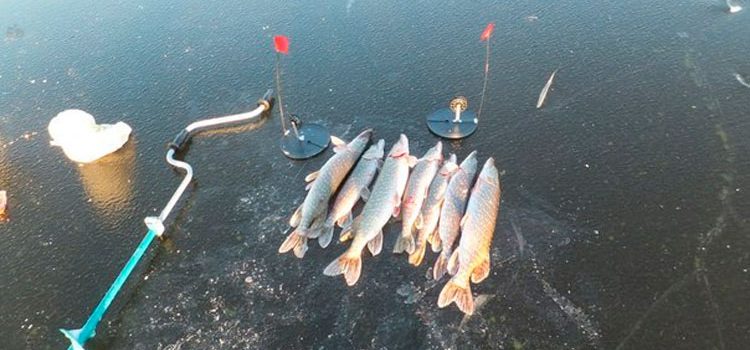 зимняя рыбалка на щуку на жерлицы в байкале видео