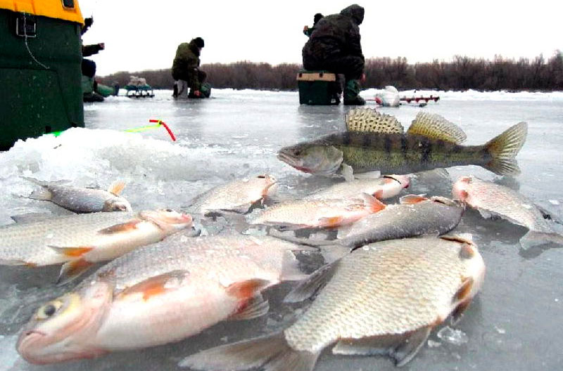 Рыбалка в Челябинской области на зимнюю щуку: видео на жерлицы