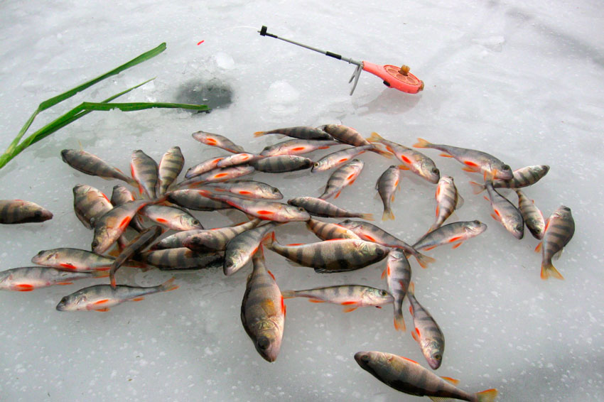 зимняя рыбалка способы ловли окуня