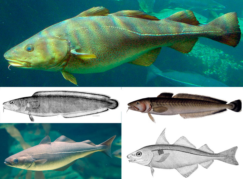 Рыбы Семейства Тресковых Названия И Фото