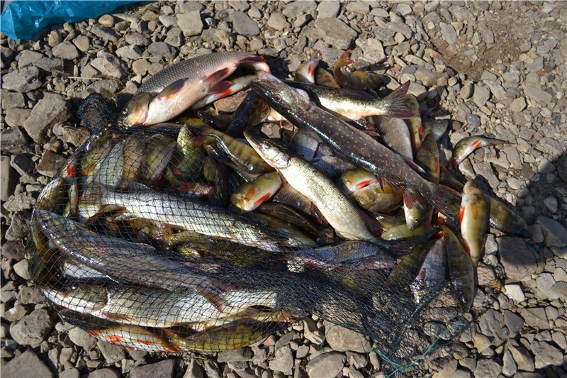 Псковское озеро рыба. Рыбы озера Убсу-Нур. Рыба в озере. Плещеево озеро рыба. Рыба в озере Караганды.