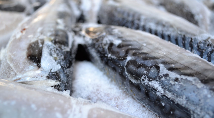 Рыба после заморозки. Скумбрия размороженная. Мокрая рыба. Замораживание рыбы в холодных рассолах. Контактное Замораживание рыбы рассолом.