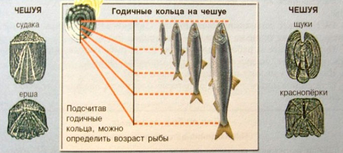 Определить Рыбу По Фото