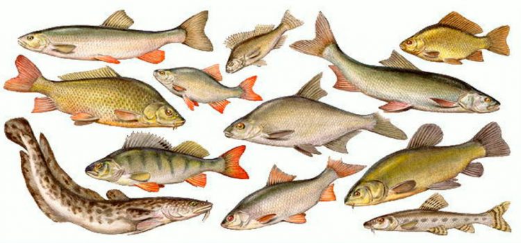 Пресноводные рыбы России: с фото и названиями, речная рыба