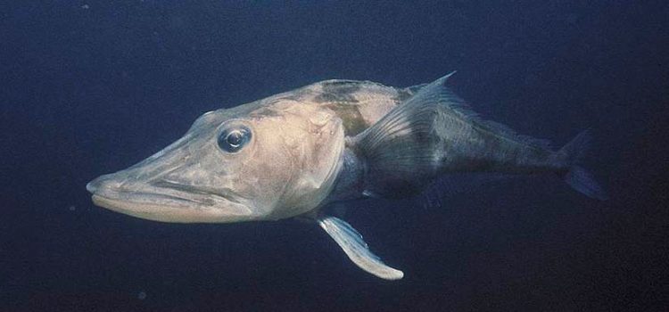 Ледяная рыба: описание с фото, где обитает, чем питается