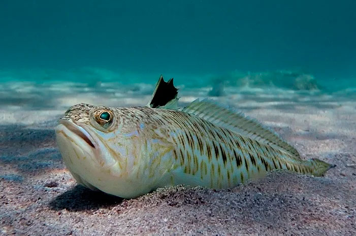 Маленькие рыбки черного моря - интересные факты и особенности