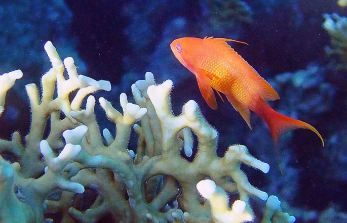 Рыбы красного моря