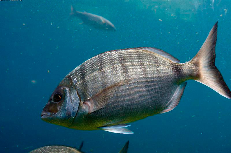Морская Съедобный Рыбы Фото